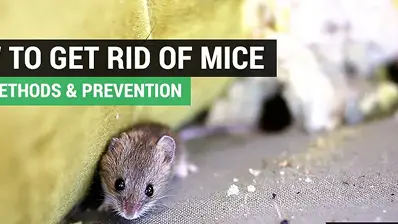 How to Get Rid of Ants in Your Home: Prevention & Treatment Guide