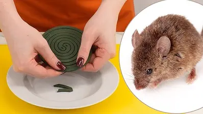 How to Identify and Prevent Bed Bug Infestations