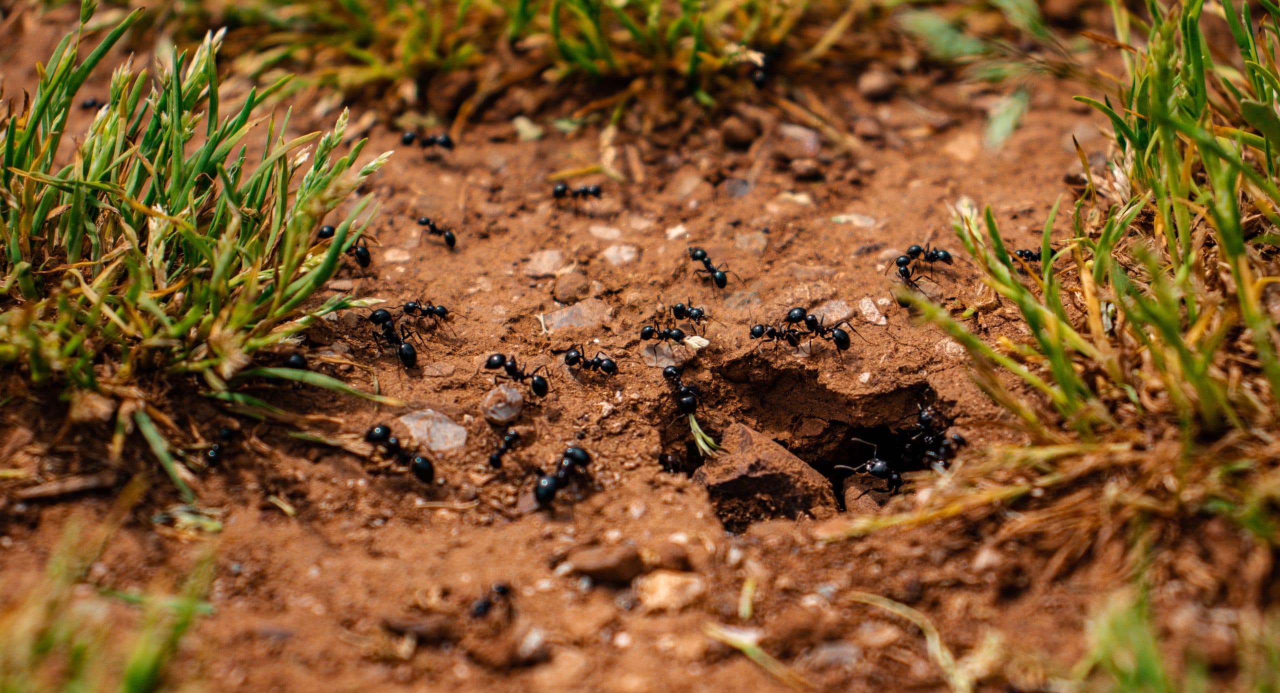 Ants in the House: What They Are and Why They Suddenly Appear