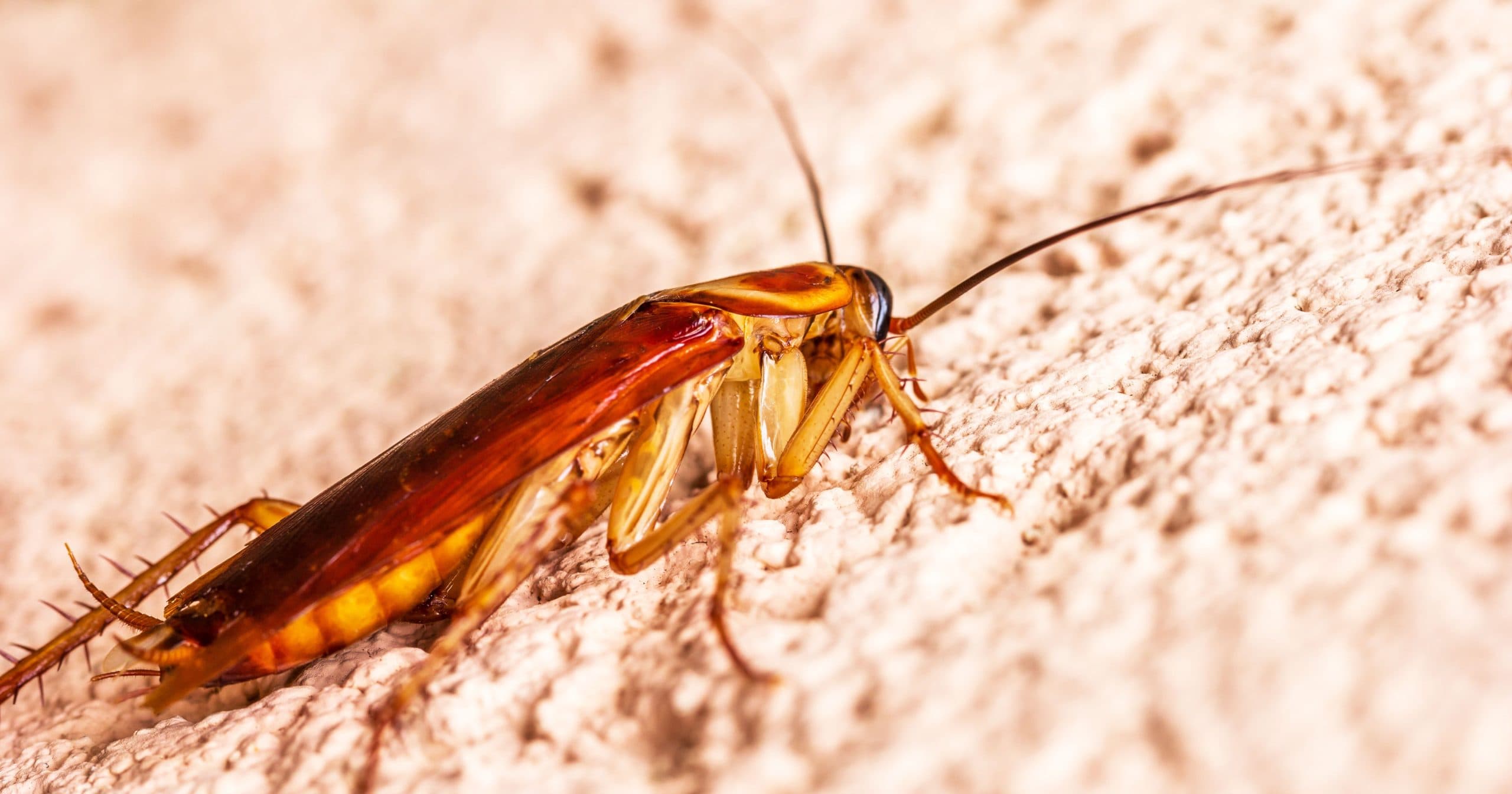 Cockroaches in the UK: Are They Common, What Species Appear and Why It Matters