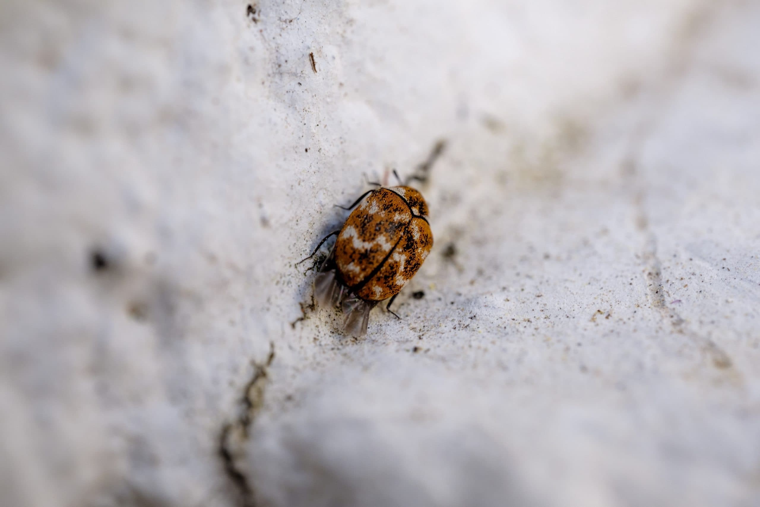 Fleas in the House: What They Are, Where They Hide and How to Spot an Infestation