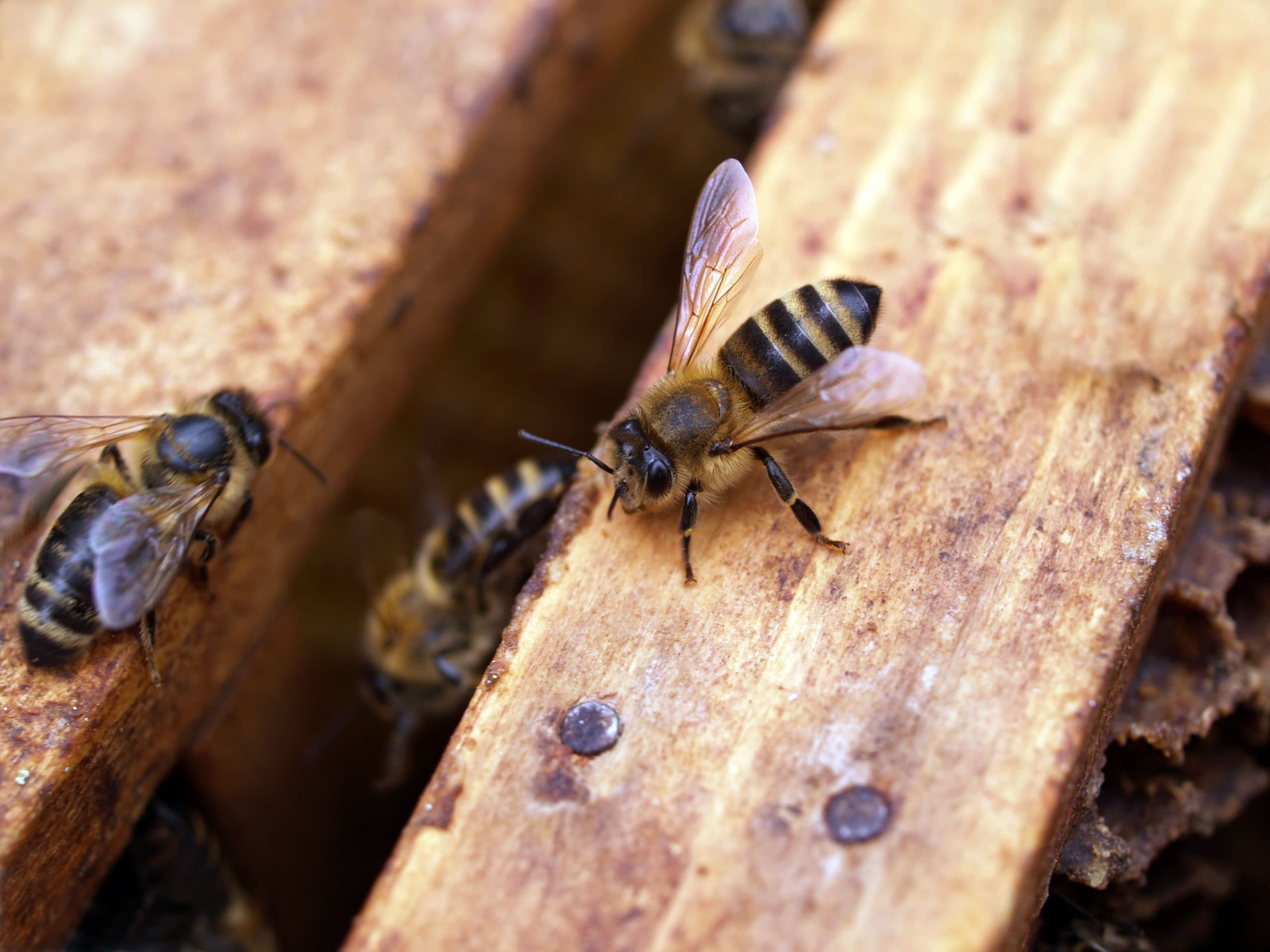 Bees Nest in the House, Loft or Garden: Types, Risks and What the Law Says