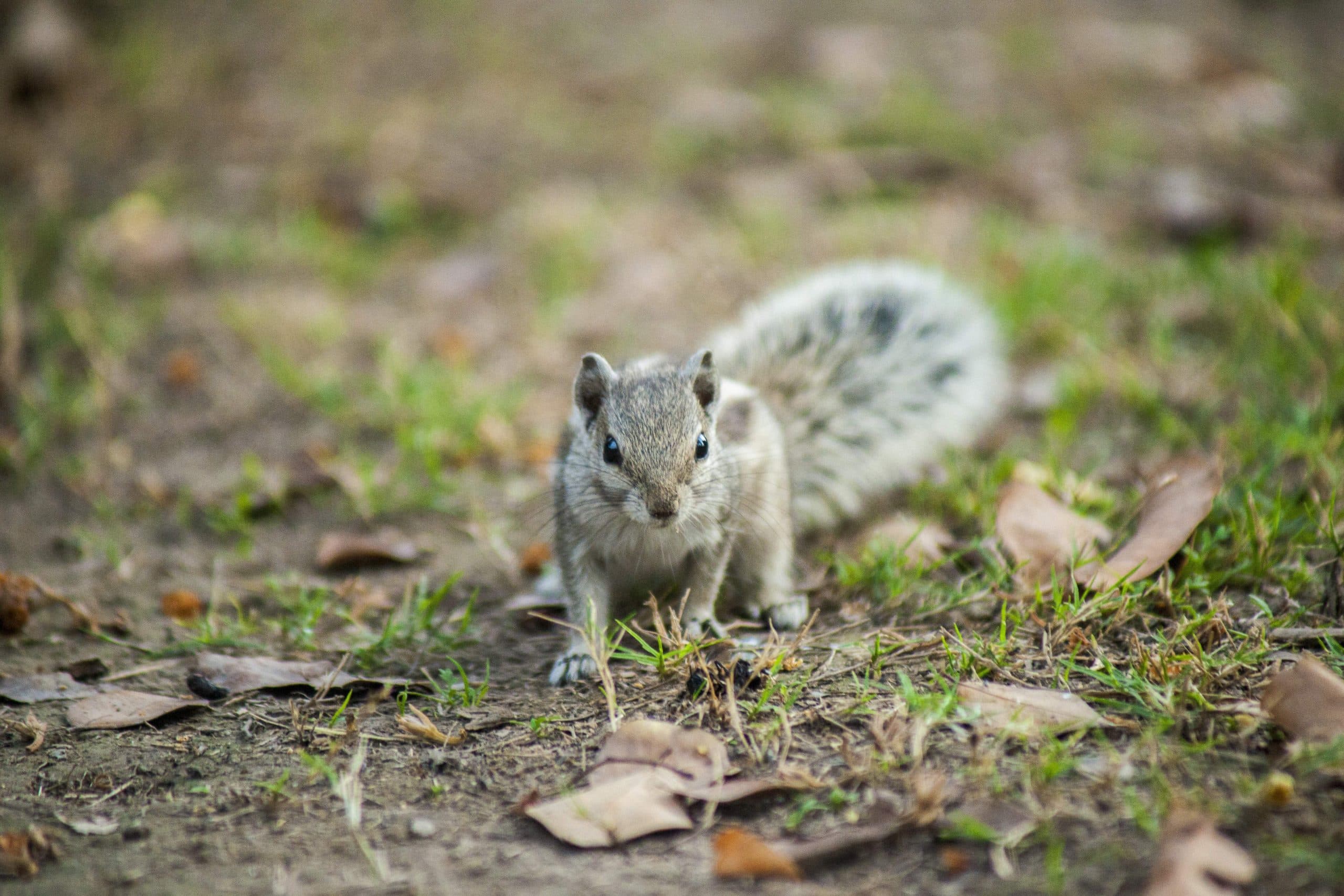 Grey Squirrels in the Loft or Garden: What the Problem Really Looks Like