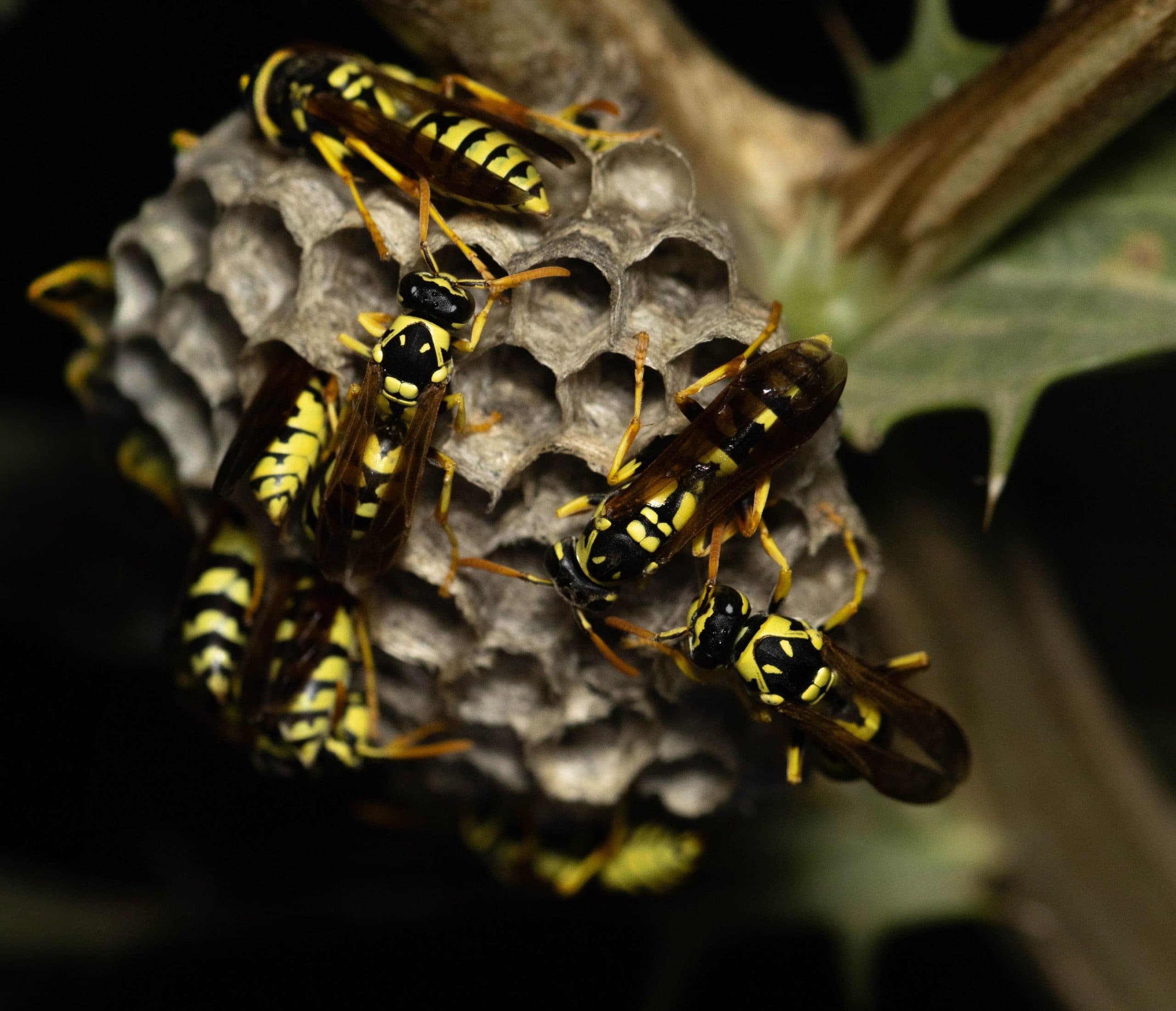 Why Do Wasps Nest in Lofts and Walls? How Wasp Nests Start and Grow